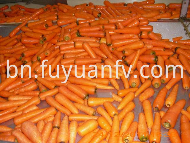 carrot (50)